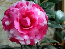 花鹤翎备案价